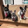 frenchiefather3